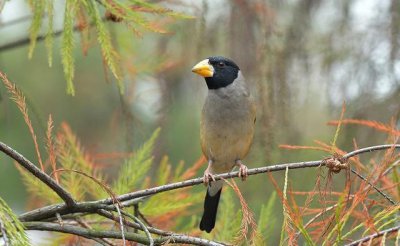 ​蜡嘴雀的几个分类介绍