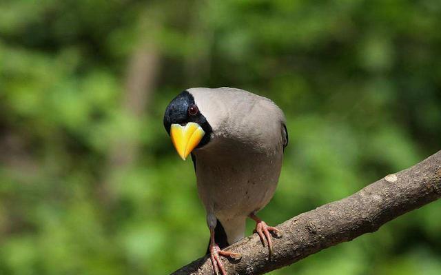 蜡嘴雀的几个分类介绍
