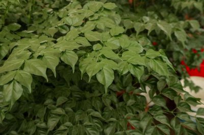 ​幸福树怎么移植才能活，移盆后注意事项