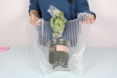 ​茶花什么时候可以种