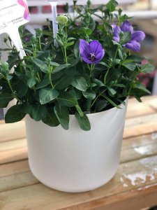 ​粉色桔梗花语，不同颜色的花语