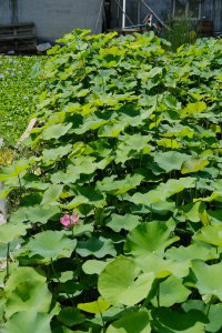 ​荷花竹怎么养