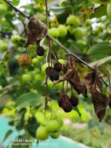 ​海棠怎么施肥：时间和方法