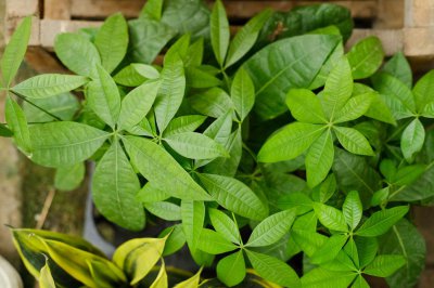 ​发财树冻了还能浇水吗，怎么浇水