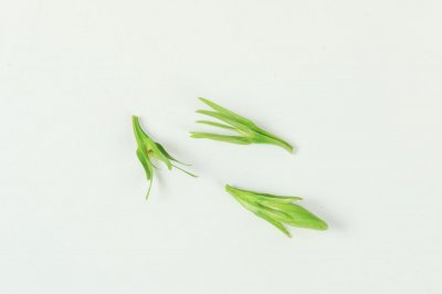 ​栀子花扦插方法