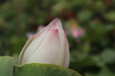 ​盆栽荷花繁殖方法，荷花开花时间