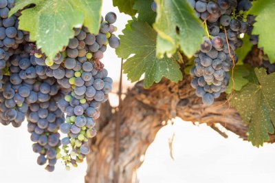 ​葡萄开花怎么处理，怎么人工授粉