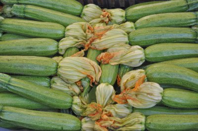 ​西葫芦什么时候播种