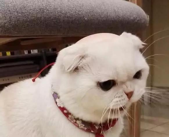 “短视频红人”TOP5榜单,任青安垫底,抖音莉哥只能排第三!