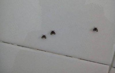 ​家里到处小飞虫，只因这里没清理，家政阿姨教三招，几分钟消灭光