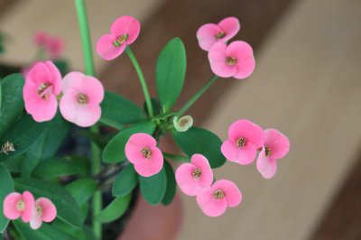 ​虎刺梅怎么度夏