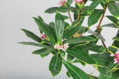 ​金边瑞香适合室内养殖吗，能活几年