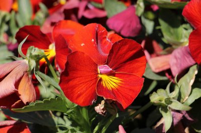 ​三色堇怎么养