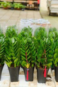 ​新买的金钱树怎么养