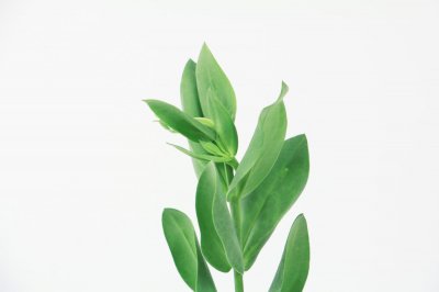 ​洋桔梗开花前后要怎么养护