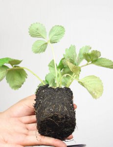 ​冬天三角梅叶子掉光了怎么办