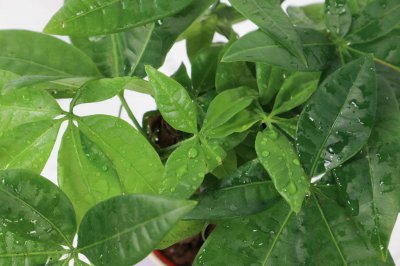 ​发财树用什么肥料最好