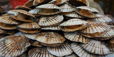 ​扇贝要这样做才好吃，简单营养又美味，下酒的好菜