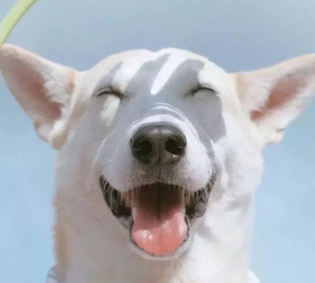 治愈系的天使般狗狗的笑容，汪汪头像，封面抖音头像