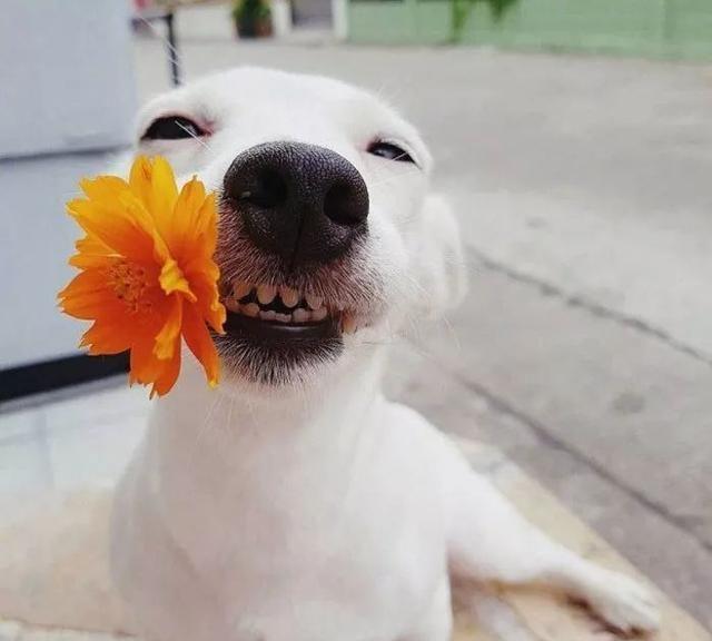 治愈系的天使般狗狗的笑容，汪汪头像，封面抖音头像