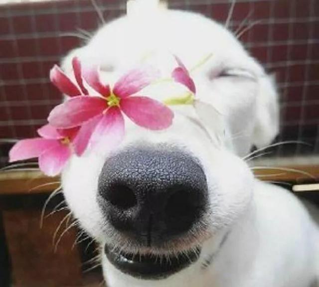 治愈系的天使般狗狗的笑容，汪汪头像，封面抖音头像