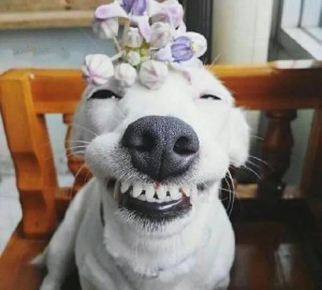 治愈系的天使般狗狗的笑容，汪汪头像，封面抖音头像