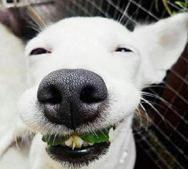 治愈系的天使般狗狗的笑容，汪汪头像，封面抖音头像