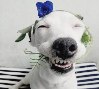​治愈系的天使般狗狗的笑容，汪汪头像，封面抖音头像
