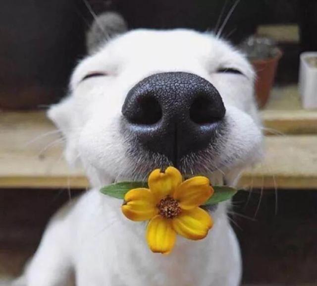 治愈系的天使般狗狗的笑容，汪汪头像，封面抖音头像