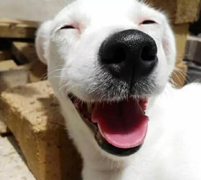 治愈系的天使般狗狗的笑容，汪汪头像，封面抖音头像