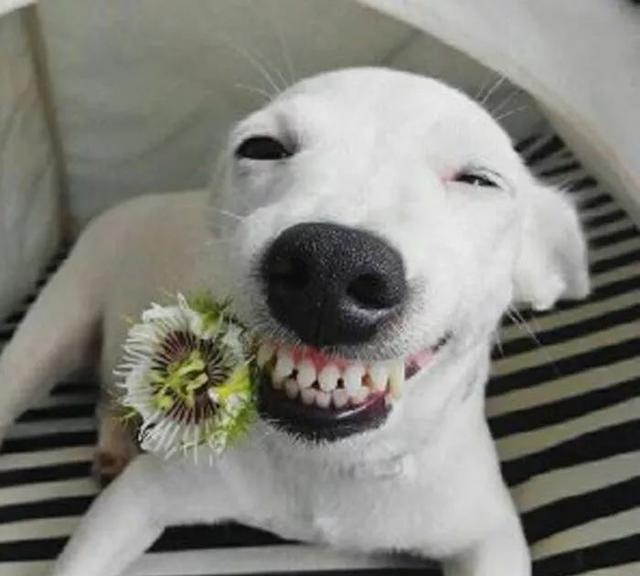 治愈系的天使般狗狗的笑容，汪汪头像，封面抖音头像