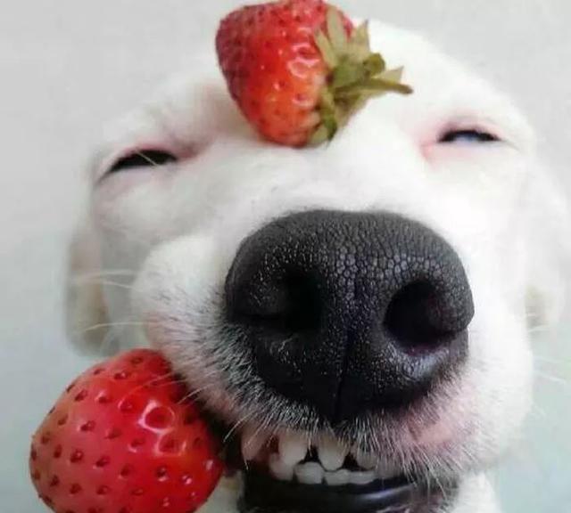 治愈系的天使般狗狗的笑容，汪汪头像，封面抖音头像