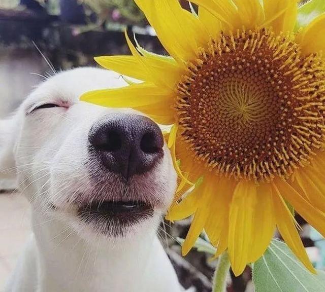 治愈系的天使般狗狗的笑容，汪汪头像，封面抖音头像