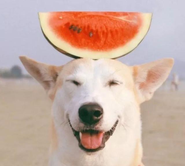 治愈系的天使般狗狗的笑容，汪汪头像，封面抖音头像