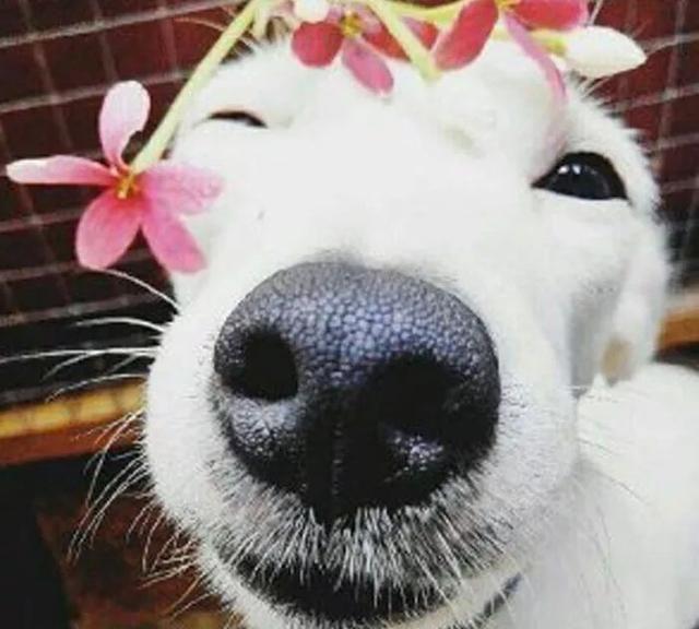 治愈系的天使般狗狗的笑容，汪汪头像，封面抖音头像