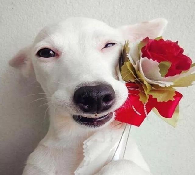 治愈系的天使般狗狗的笑容，汪汪头像，封面抖音头像