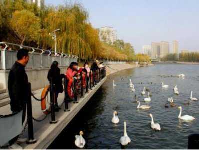 ​近三百余只天鹅飞抵梨城惬意越冬