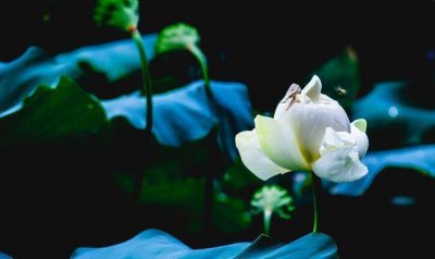 ​抚州市有哪些出名的农产品?抚州10大名土特产,你知道几种