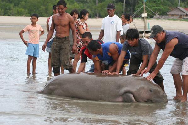 海滩惊现不明生物搁浅，村民送回海中才知是一条巨大的美人鱼