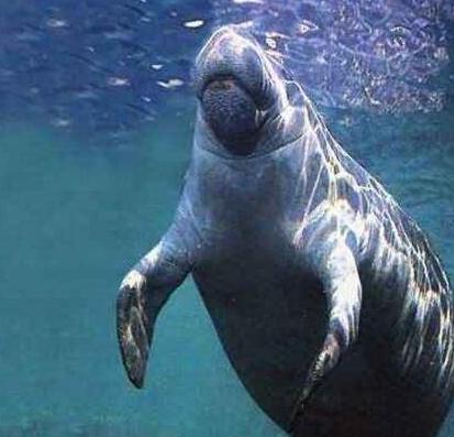 海滩惊现不明生物搁浅，村民送回海中才知是一条巨大的美人鱼