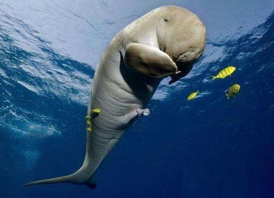 海滩惊现不明生物搁浅，村民送回海中才知是一条巨大的美人鱼