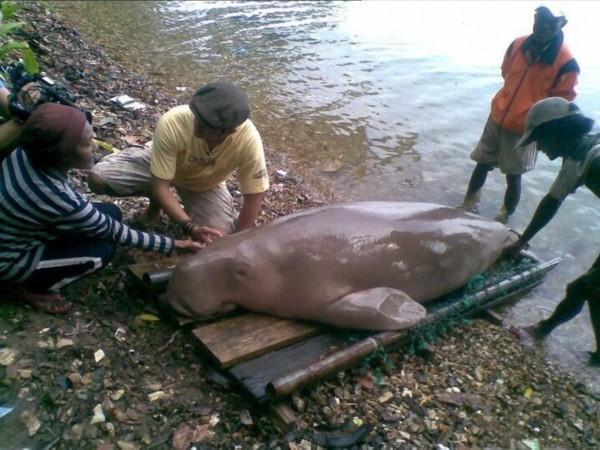 海滩惊现不明生物搁浅，村民送回海中才知是一条巨大的美人鱼