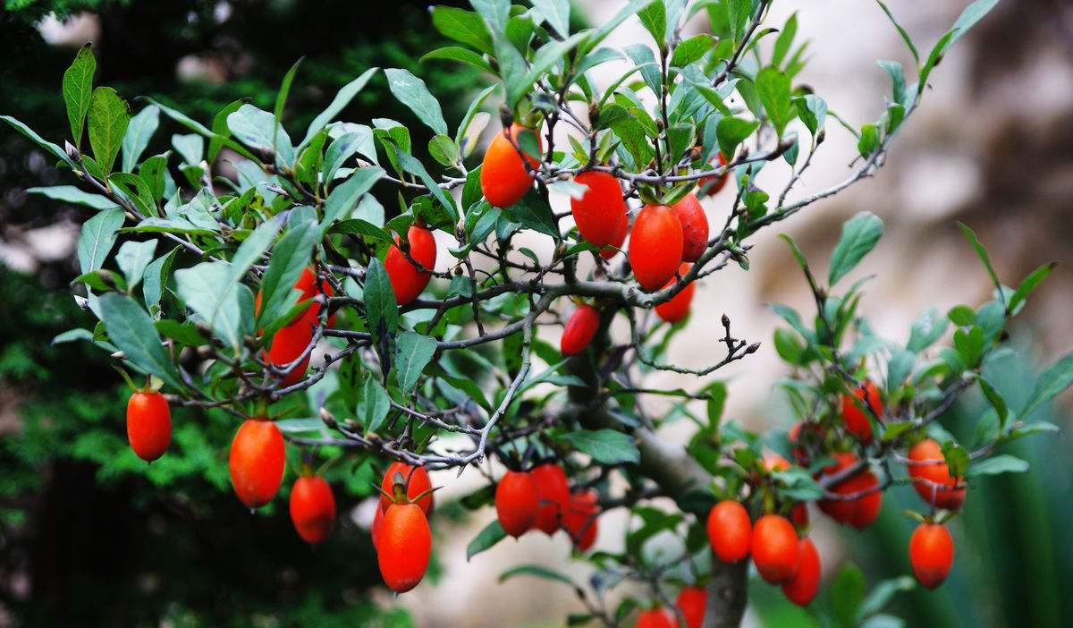 金弹子盆景价值不菲，花果都很美，金弹子养护换盆要注意什么