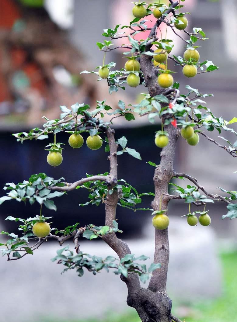 金弹子盆景价值不菲，花果都很美，金弹子养护换盆要注意什么