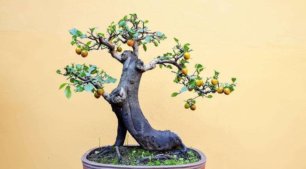 金弹子盆景价值不菲，花果都很美，金弹子养护换盆要注意什么