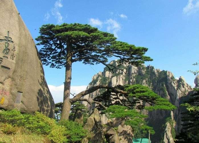 黄山上迎客松的“兄弟姐妹”们，盼客松、送客松、陪客松都有