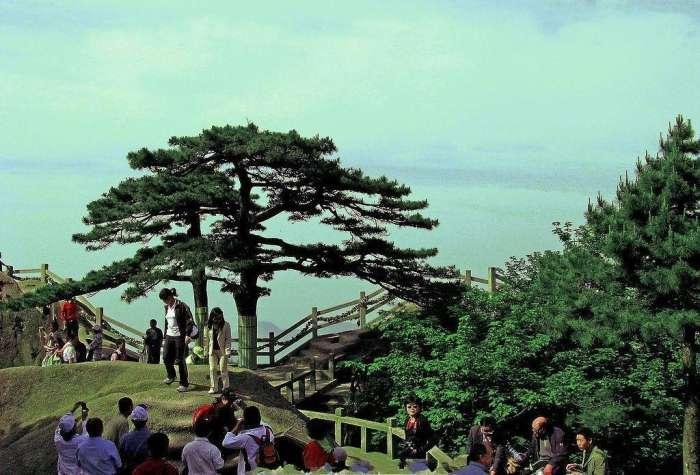 黄山上迎客松的“兄弟姐妹”们，盼客松、送客松、陪客松都有