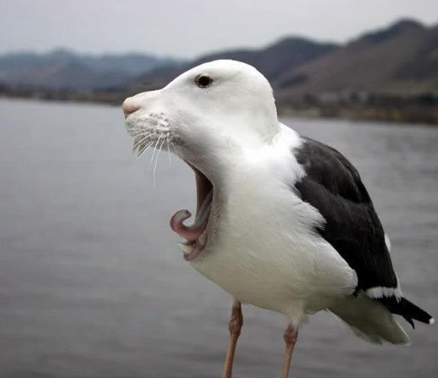 动物修行得道成仙都说是瞎编的，却不是空穴来风，有它的依据所在