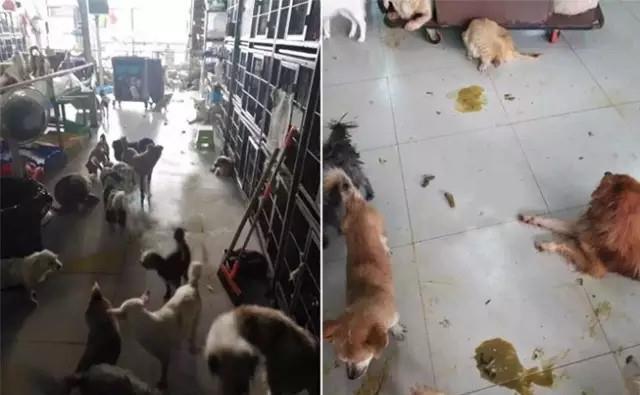 南京有个地方是所有流浪狗的天堂，这位大姐是所有狗子的妈妈