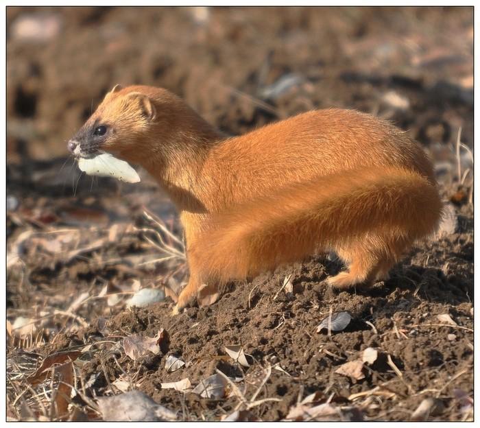 黄鼠狼戏弄小结巴还讨封，小结巴一句话，黄仙肠子都悔青了